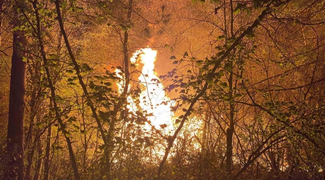 Düzce'de orman yangını: 3 dönüm arazi yandı