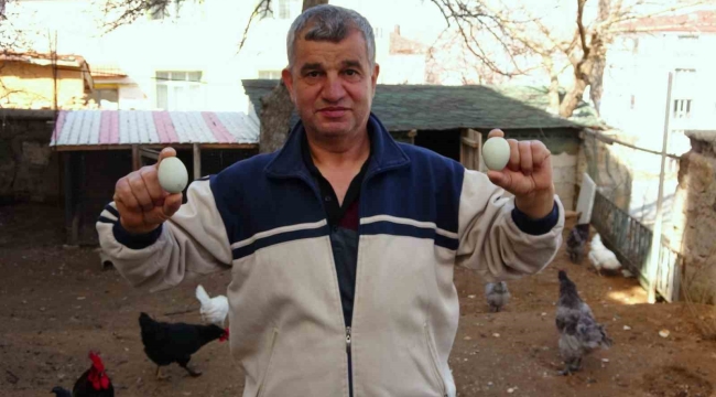 Yeşil yumurtanın tanesi 20 liradan satılıyor