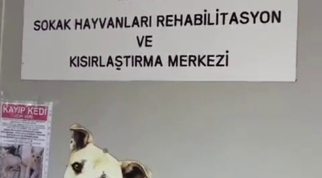 Büyükada Rehabilitasyon Merkezi'nde 'hayvanlara bakılmıyor' iddiası
