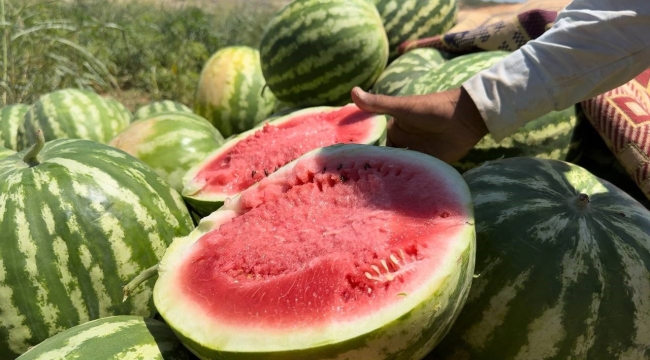 Şanlıurfa'da yerli karpuzun hasadına başlandı